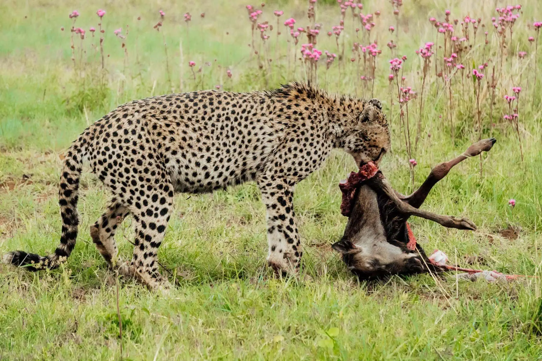 6 tips voor Limpopo in Zuid-Afrika