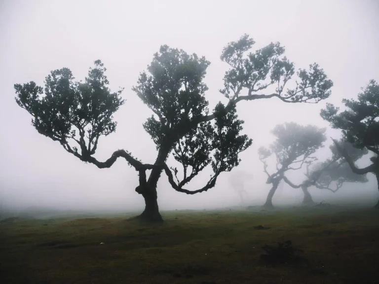 Fanal Forest op Madeira: tips voor het laurierbos