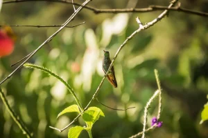 Pico Bonito National Park in Honduras bezoeken? 7 tips!