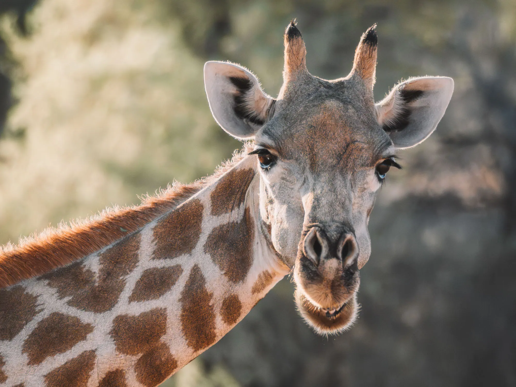 Tips voor het Kgalagadi Transfrontier Park in Zuid-Afrika