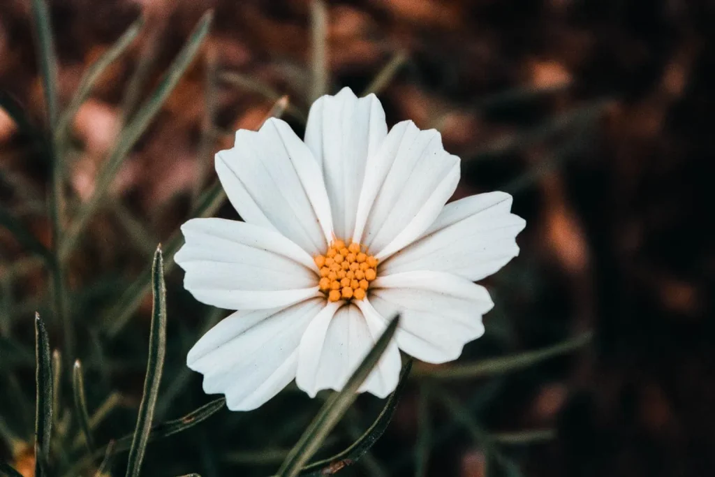 La Ruta de las Flores in El Salvador bezoeken? 10 tips!