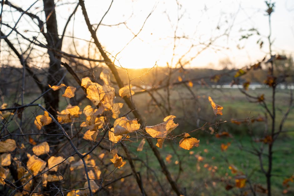 Captivating autumn view with golden leaves and sunset in Ella, Wisconsin.