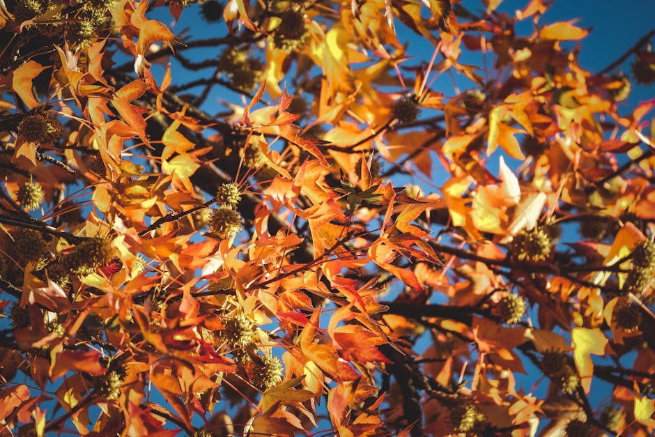 Close-up of colorful maple leaves in autumn, showcasing vivid orange hues.